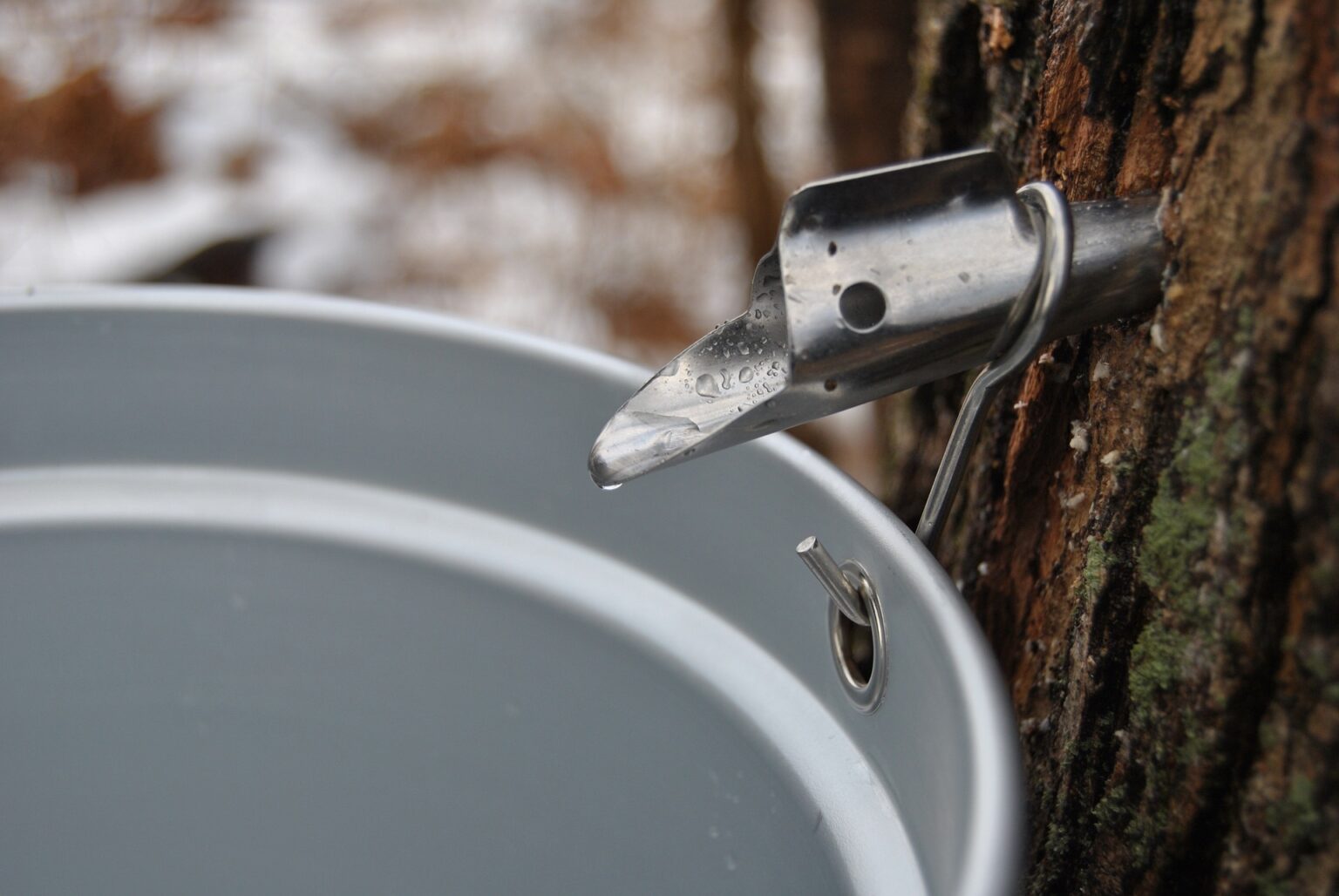 The Ultimate Guide to Maple Syrup Evaporator