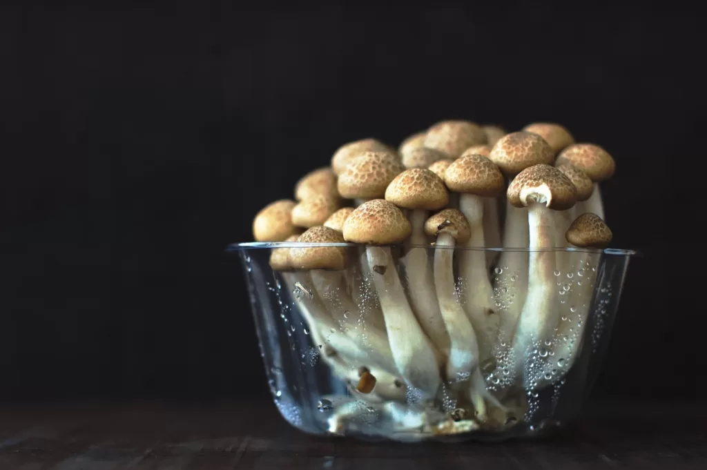 fermented mushrooms