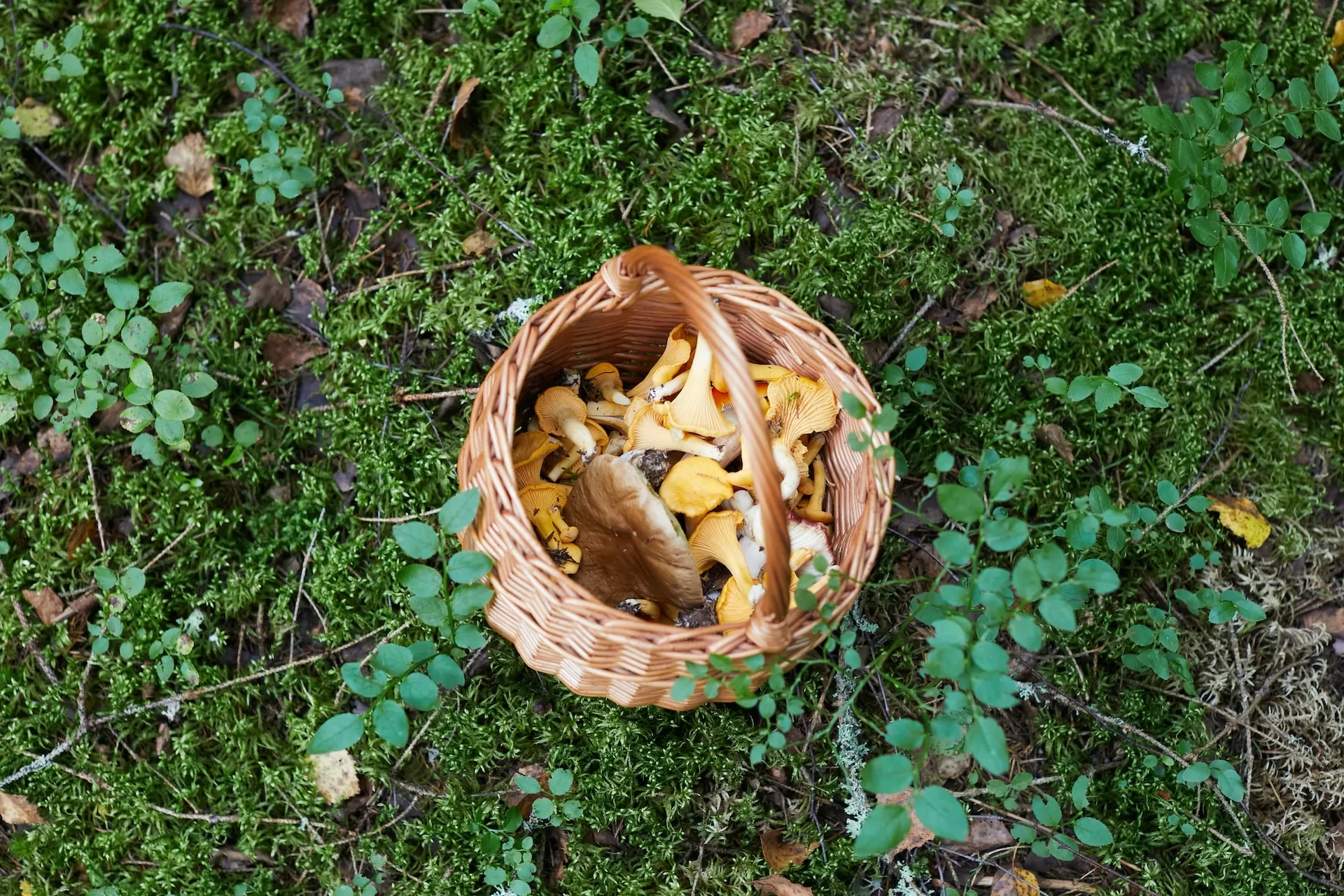 fermented mushrooms